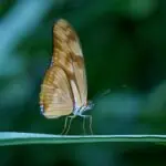 butterfly-23063_640
